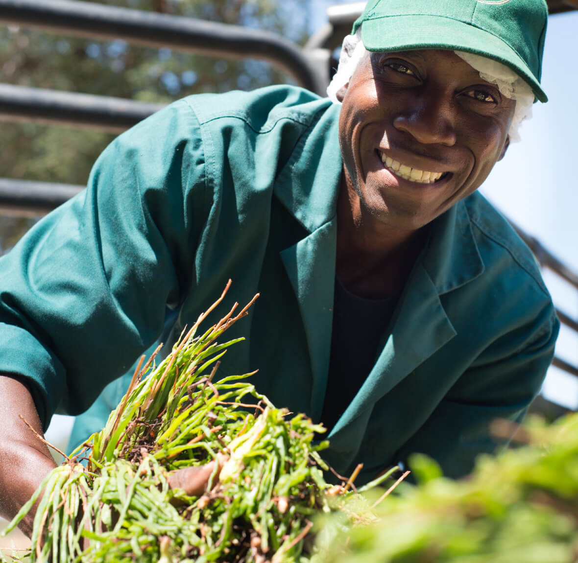 Harvesting bulbine frutescens for organic skincare ingredients