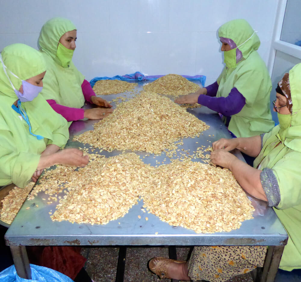 Workers processing Argania Spinosa tree kernels to extract the oil for use in cosmetic formulations