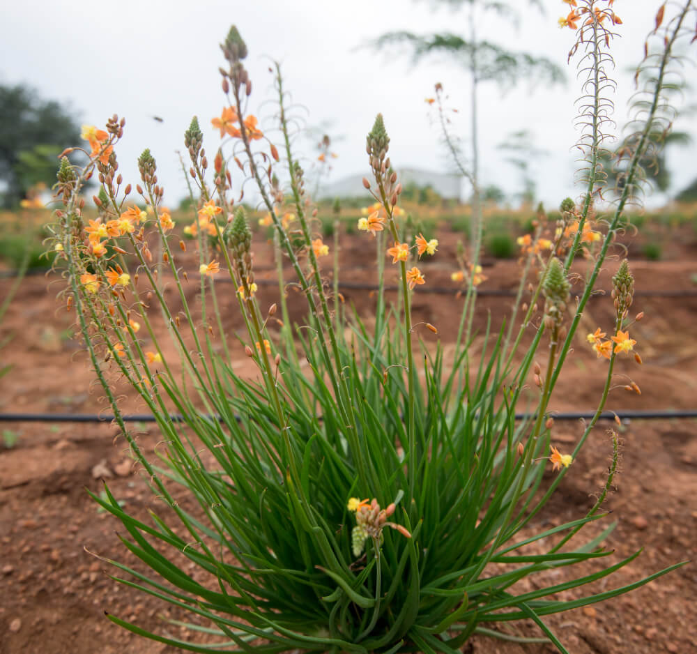 Indigenous bulbine frutescens growing for the cosmetic ingredient market