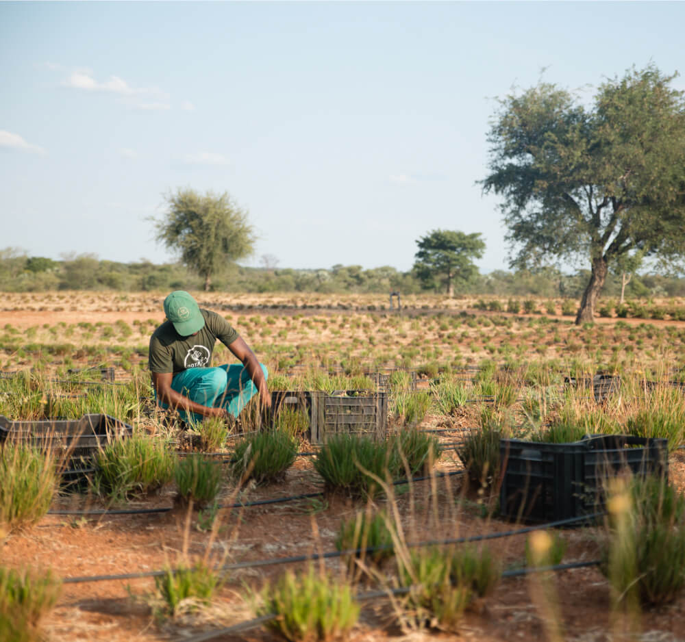 Harvesting bulbine frutescens to use as organic skincare ingredient