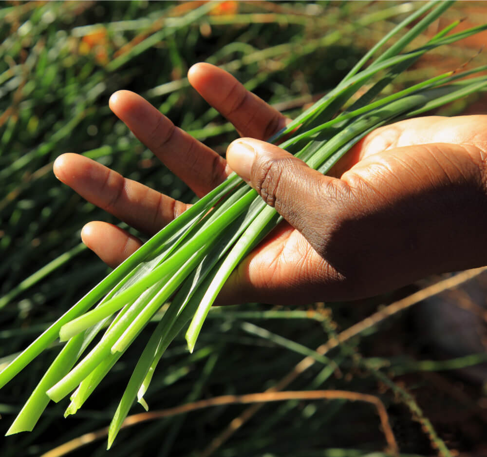 Bulbine frutescens being prepared for use as a personal care ingredient