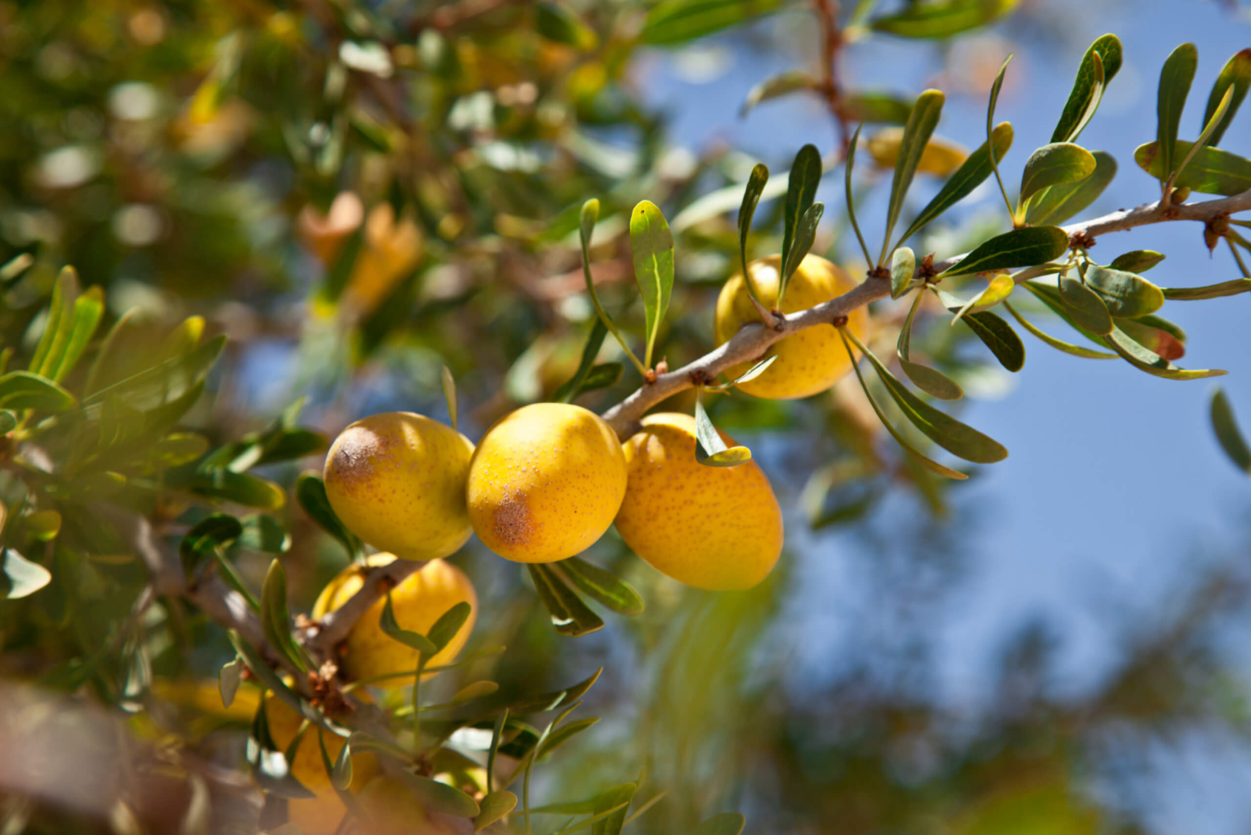 Where has all the Argan oil gone?