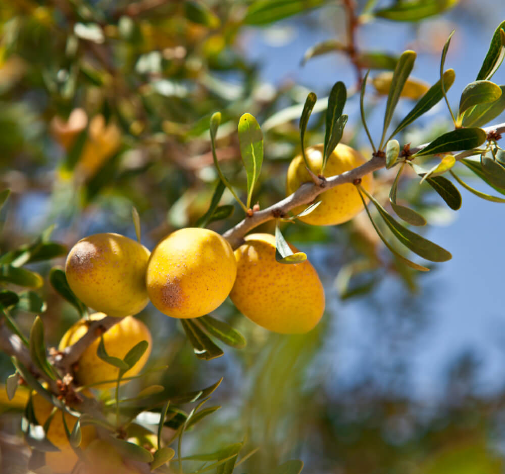 Argania spinosa tree currently threatened by drought conditions in Morocco