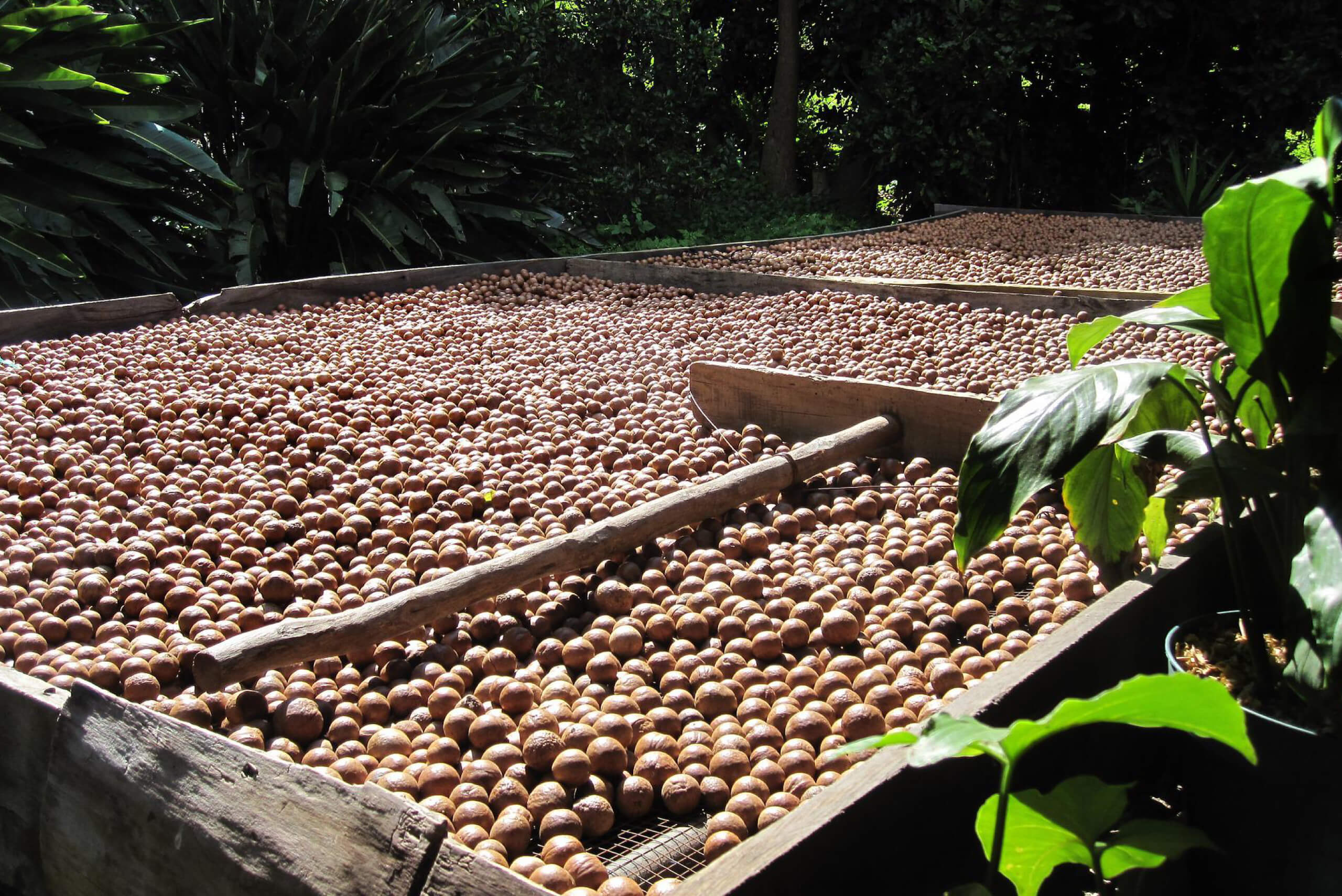 Macadamia oil alternatives in personal care formulation