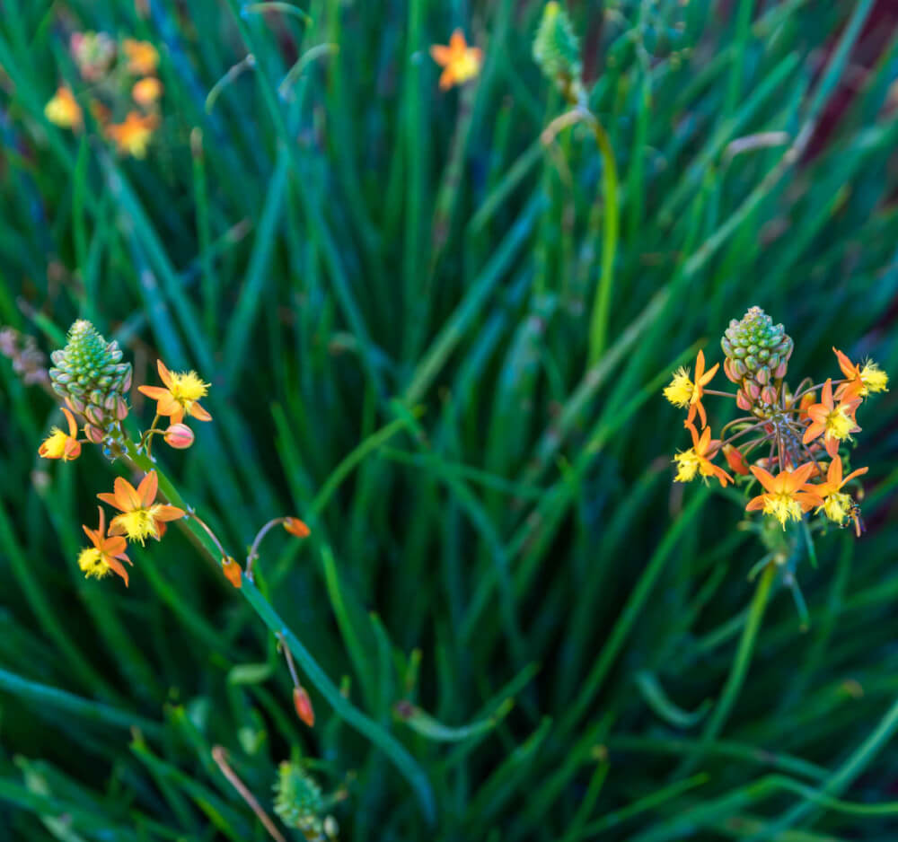 Botanica expands its bulbine frutescens farming model