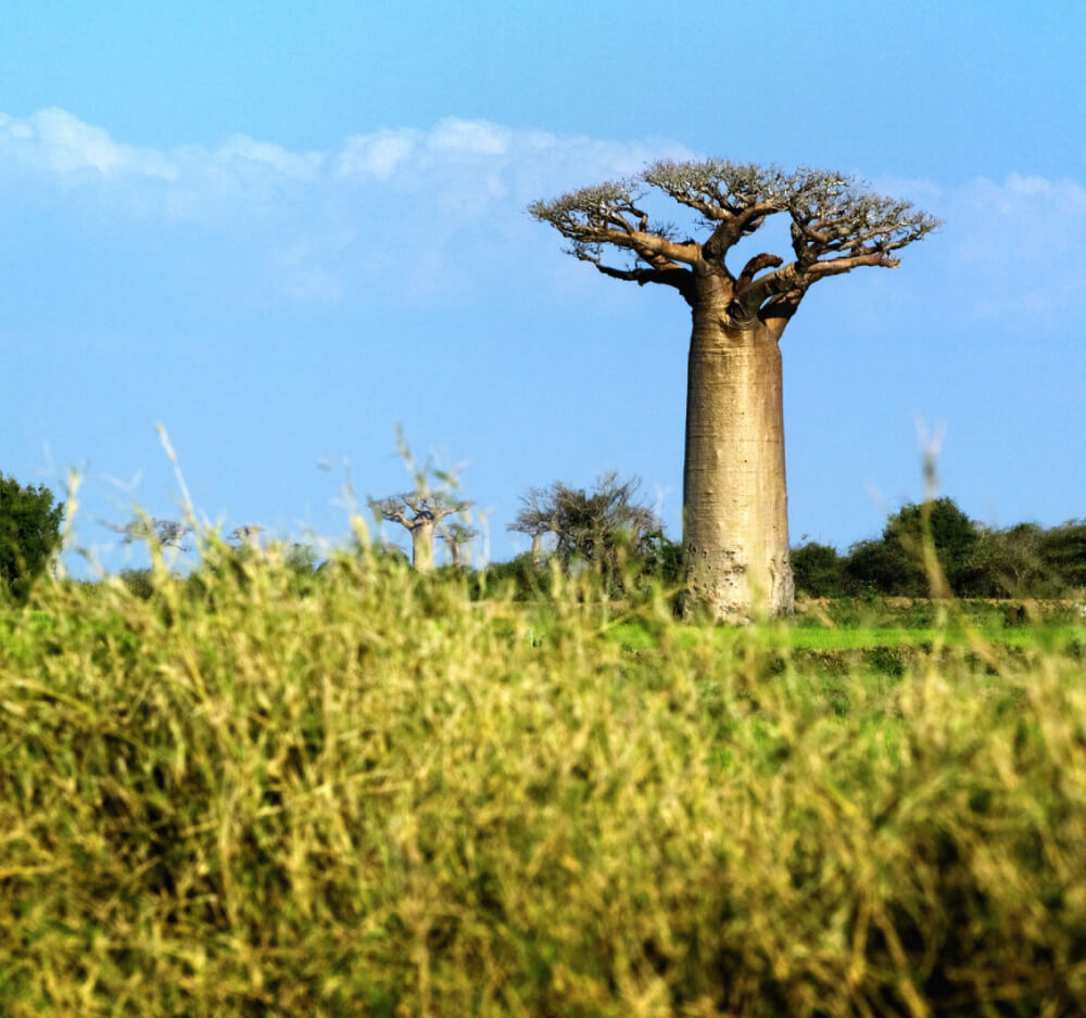 The baobab tree is a source of baobab oil, used in cosmetic formulations