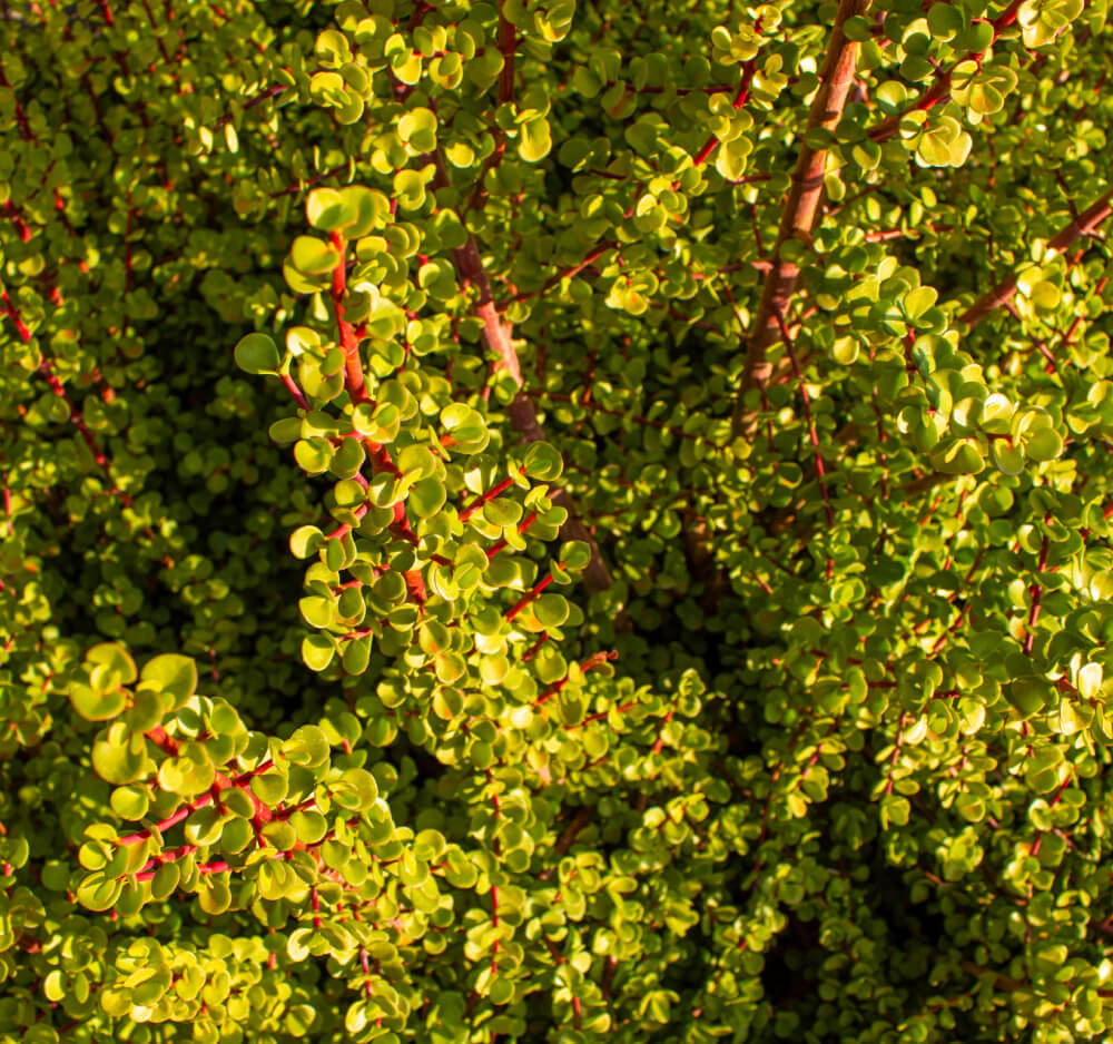 Spekboom is a South African indigenous plant is a promising solution to combatting climate change