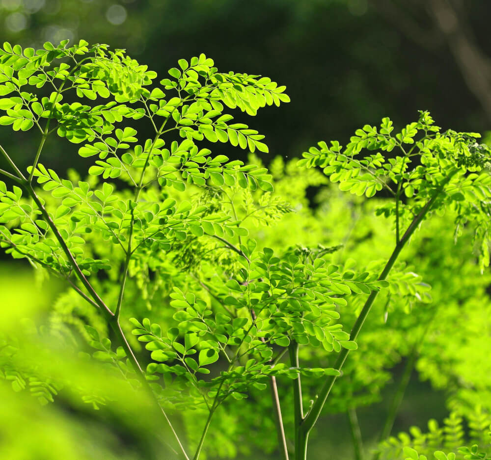 The Moringa tree is used for its cosmetic oils, leaf powders and carbon capture properties