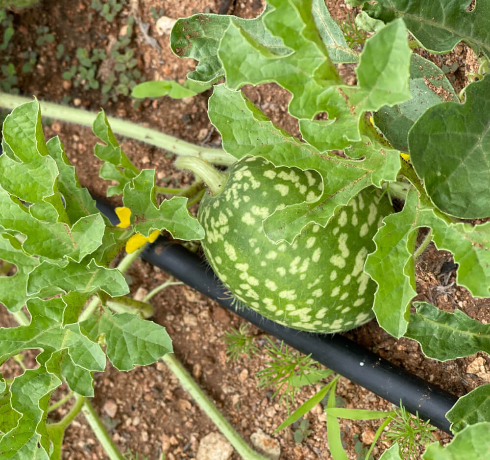 The Kalahari Melon is an indigenous southern African fruit used for its nutritional and skincare properties