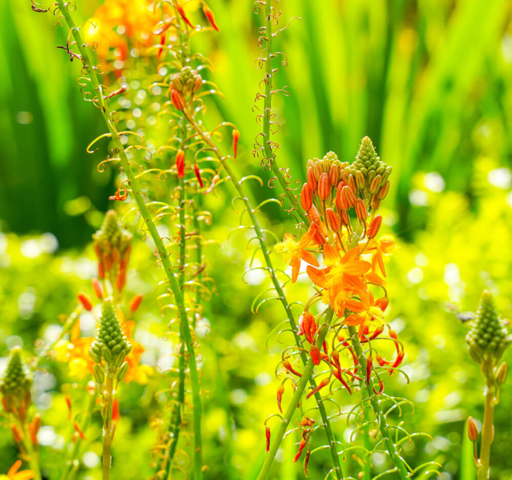 Bulbine frutescens plant extract with skin repair, anti-ageing and moisturising properties for skincare formulations